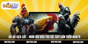 Đá gà cựa sắt