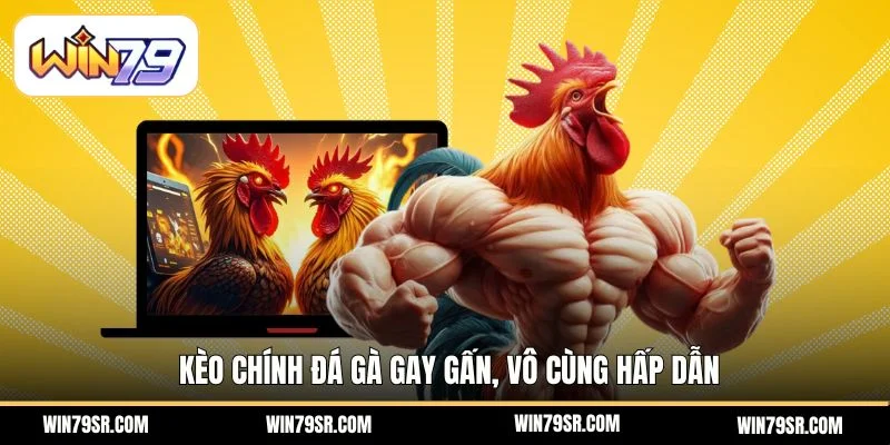 Kèo chính đá gà gay gấn, vô cùng hấp dẫn