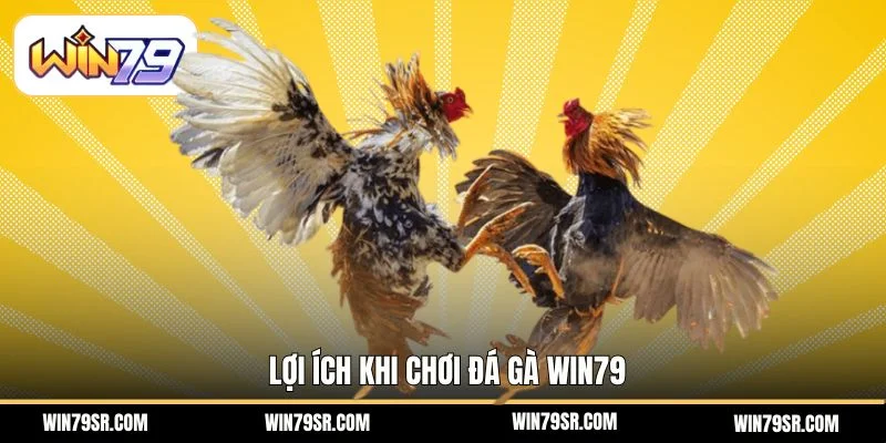 Lợi ích khi chơi Đá gà Win79